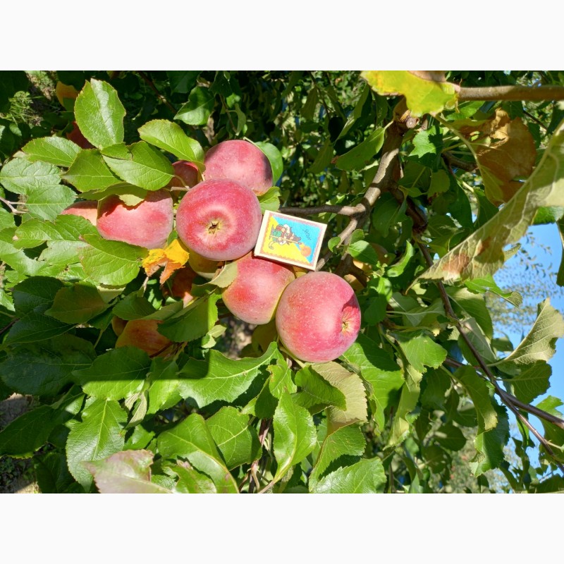 Фото 7. Продам яблука з саду