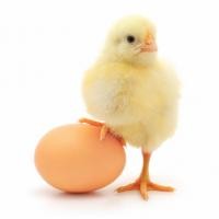 Продам інкубаційне яйце