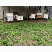 Продам пчелосемьи з вуликами в количестве 5 семей украинскостеповая