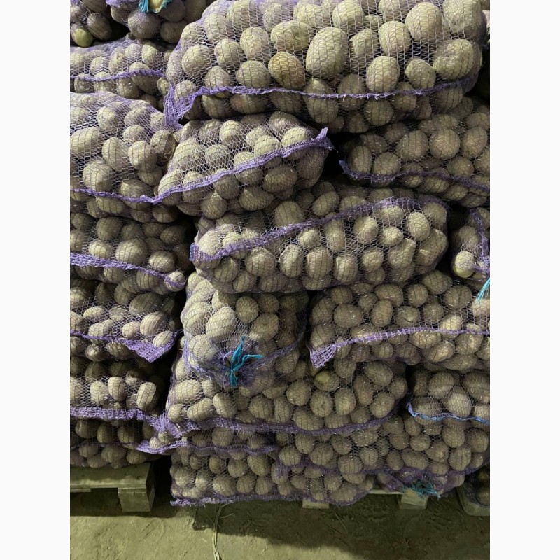 Фото 10. Продам картошку продовольственную и семенную(Бела Роса, Бельмонда, Королева Анна)