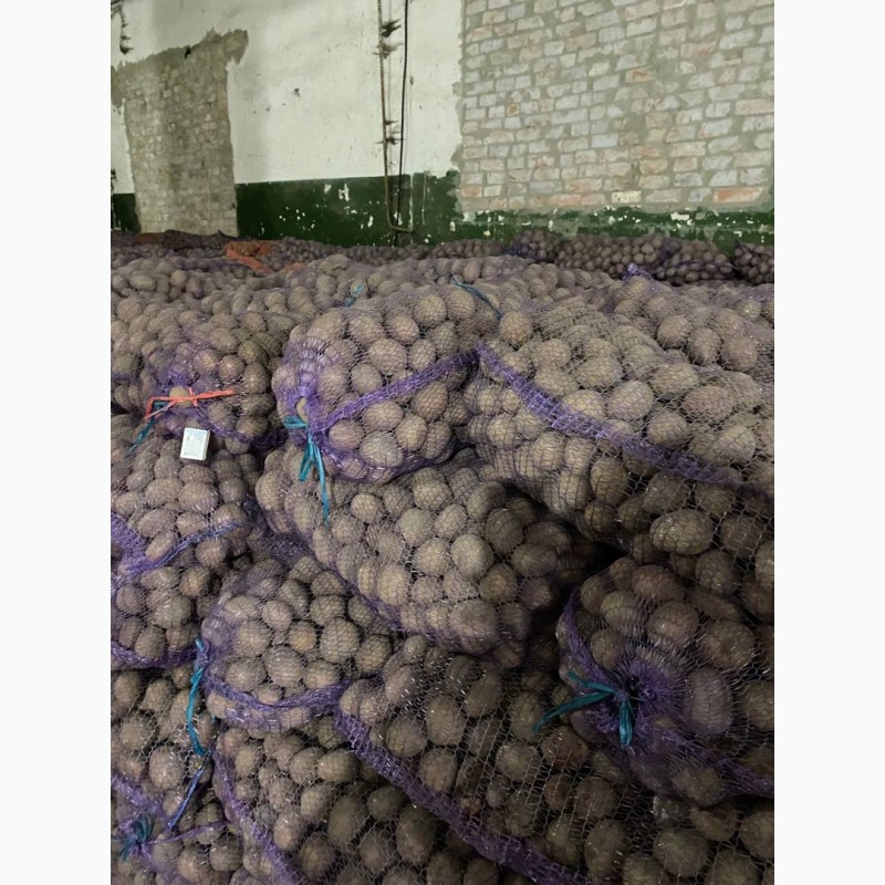 Фото 4. Продам картошку продовольственную и семенную(Бела Роса, Бельмонда, Королева Анна)