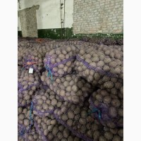 Продам картошку продовольственную и семенную(Бела Роса, Бельмонда, Королева Анна)