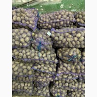 Продам картошку продовольственную и семенную(Бела Роса, Бельмонда, Королева Анна)