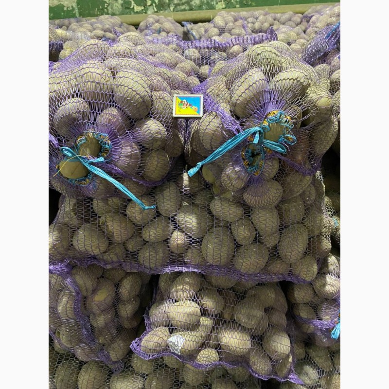 Фото 7. Продам картошку продовольственную и семенную(Бела Роса, Бельмонда, Королева Анна)