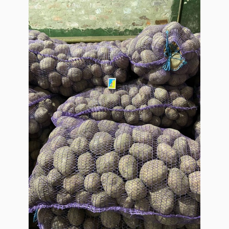 Фото 9. Продам картошку продовольственную и семенную(Бела Роса, Бельмонда, Королева Анна)