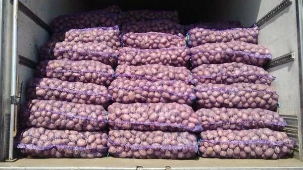 Продам картофель оптом, Гранада Белароса. Картопля, картофель, картошка, Чернігівська обл