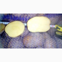 Продам картофель оптом, Гранада Белароса. Картопля, картофель, картошка, Чернігівська обл