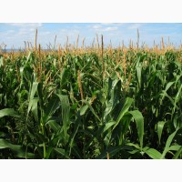 Продам кукурудзу 200 тонн, Сумська область, Нижня Сироватка