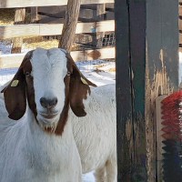 Продам коз Бурской породы 100% - мясная порода коз