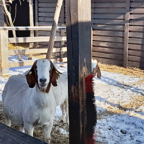 Фото 4. Продам коз Бурской породы 100% - мясная порода коз