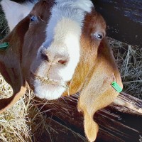 Продам коз Бурской породы 100% - мясная порода коз