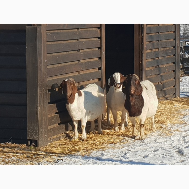 Фото 6. Продам коз Бурской породы 100% - мясная порода коз