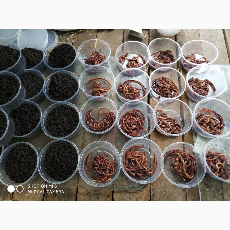 Фото 6. Продажа маточного поголовья технологических червей для биогумуса и для рыбалки