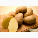 Продам картофель Импала, Колетте, лучшая в регионе цена, высокое качество