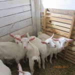 Продаются козлята молочных пород: валаамская, ломанчи, заанинская