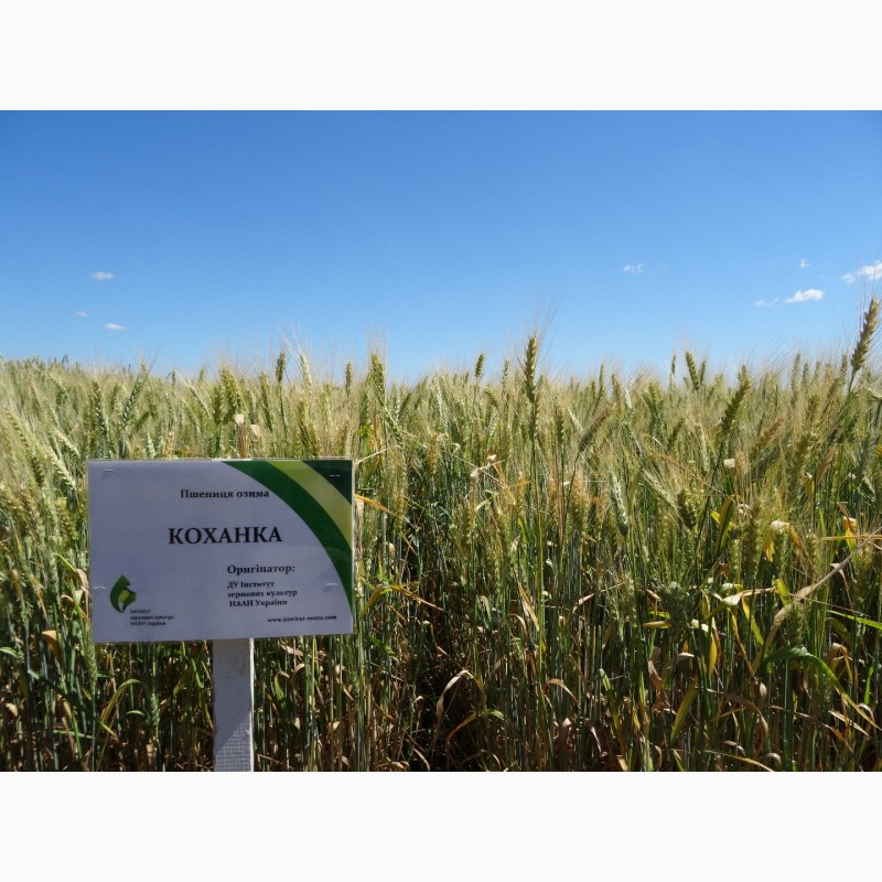  СЕМЕНА озимой пшеницы Коханка, Синельниково — APKUA