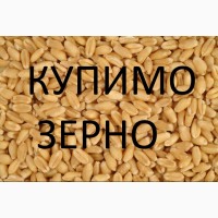 Компанія постійно закуповує пшеницю 2кл-3