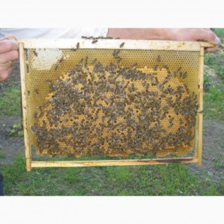 Продам 100 бджолопакетів