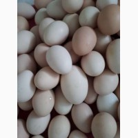 Куплю гусиные яйца на инкубацию