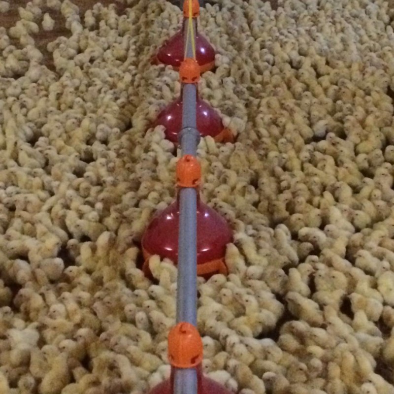 Фото 3. Линия кормления для птичников, автоматическая линия кормления для бройлеров индюков гусей