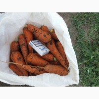 Морковь отборная (экспортная) в Каховке