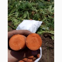 Морковь отборная (экспортная) в Каховке