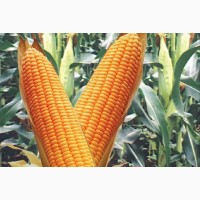 Продаємо ГРАН 240 - посівний матеріал кукурудзи