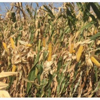 Семена кукурузы ДН Астра (ФАО 270). Урожай 2020