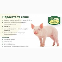 Продам свиней м`ясної породи на забій Прилуки