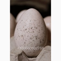 Індиче інкубаційне яйце Біг 6