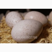 Індиче інкубаційне яйце Біг 6