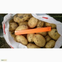 Продам молоду картоплю від фермера з 2 тонн