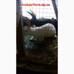 Пластиковые щелевые полы-трапы для кроликов