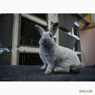 Продаются кролики на племя породы Большое Светлое Серебро (Евросеребро)