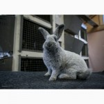 Продаются кролики на племя породы Большое Светлое Серебро (Евросеребро)