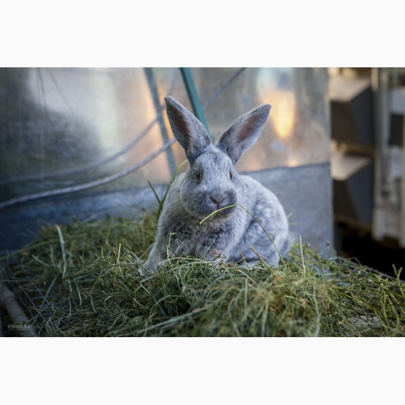 Фото 2. Кролики на племя породи Велике Світле Срібло