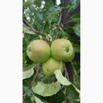 Яблоки Женева ранний урожай оптом от производителя