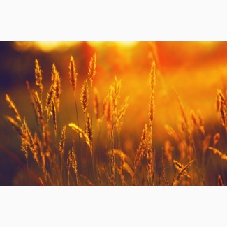 Закупаем оптом зерновые культуры (Пшеница 2-6 класс)