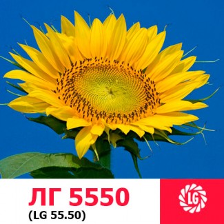 Семена подсолнечника ЛГ 5550