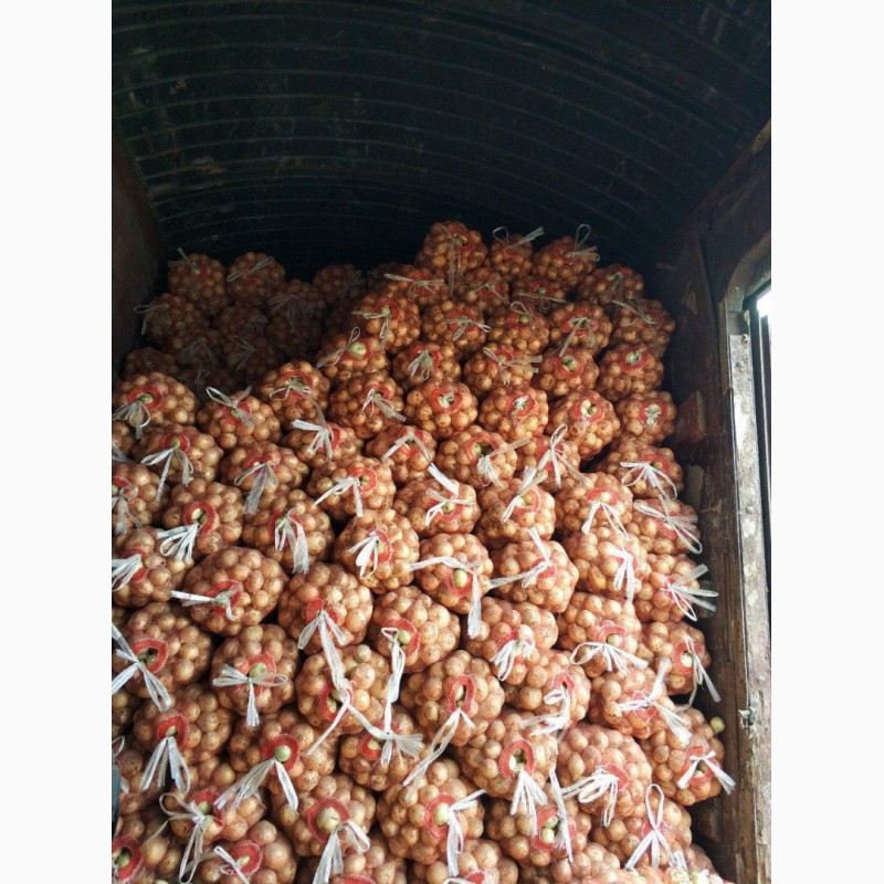 Фото 12. Продам клубнику, абрикосы персик (нектарин) и черешню из Узбекистана Урожай 2018