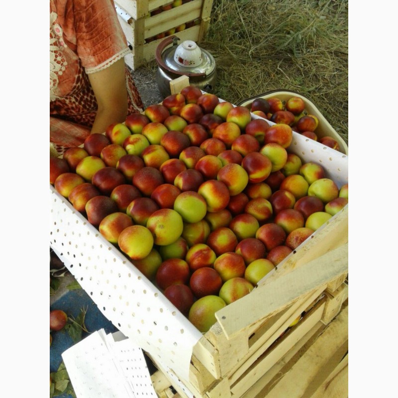 Фото 19. Продам клубнику, абрикосы персик (нектарин) и черешню из Узбекистана Урожай 2018