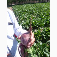 Продам клубнику, абрикосы персик (нектарин) и черешню из Узбекистана Урожай 2018