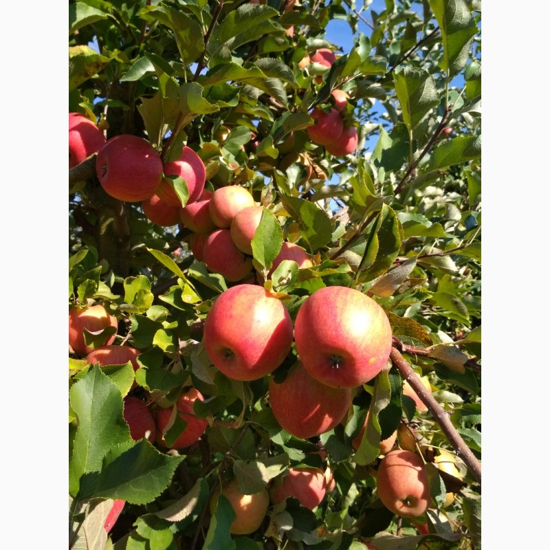 Фото 2. Продам яблоки сорта Муцу, Флорина, Лиголь, и др