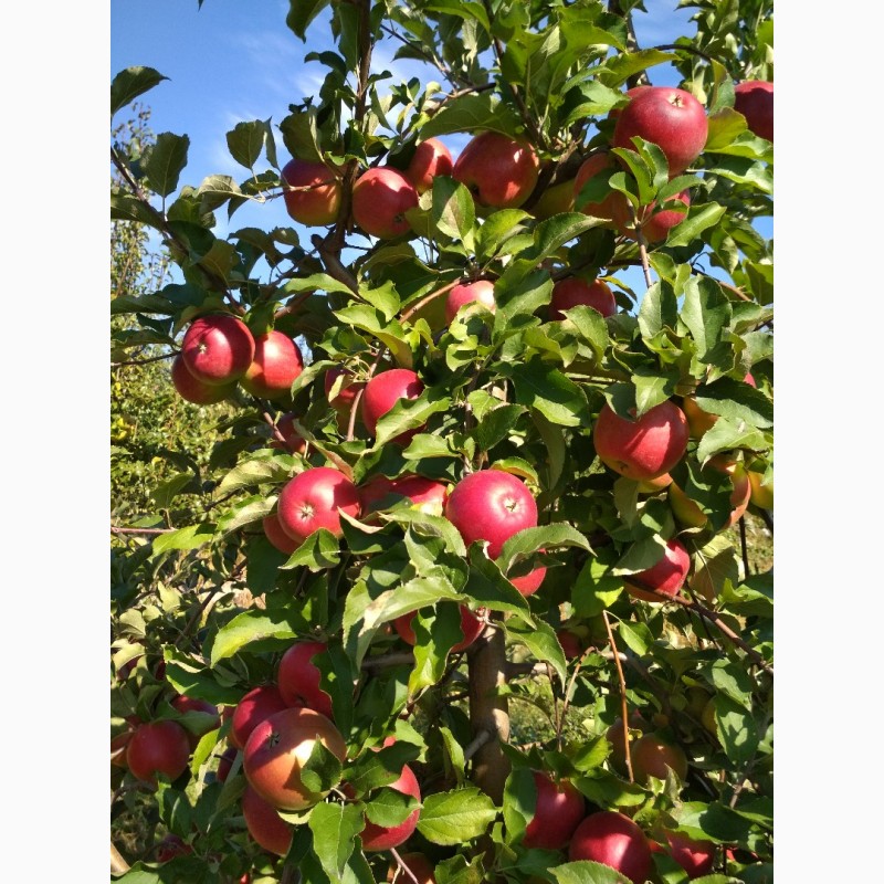 Фото 3. Продам яблоки сорта Муцу, Флорина, Лиголь, и др