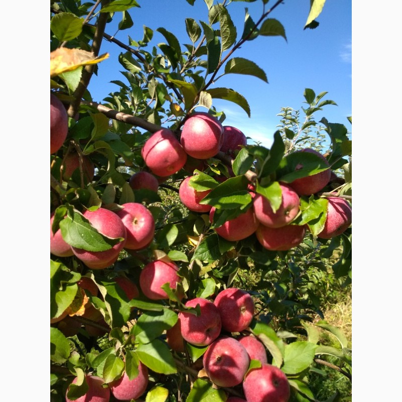 Фото 4. Продам яблоки сорта Муцу, Флорина, Лиголь, и др