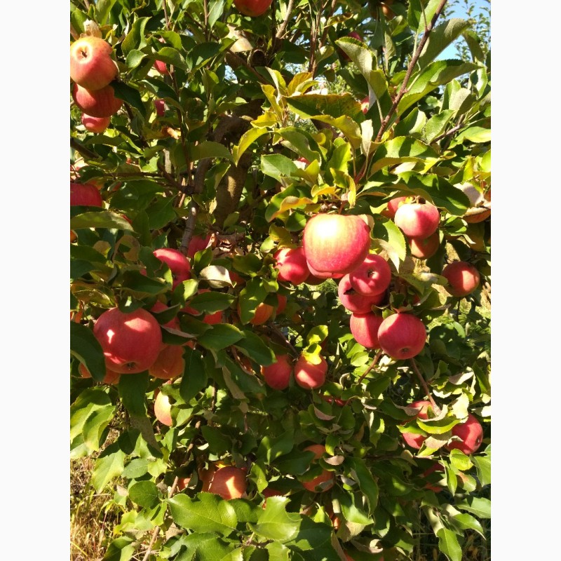 Фото 5. Продам яблоки сорта Муцу, Флорина, Лиголь, и др