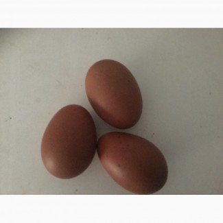 Інкубаційне яйце кур маран