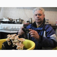 Блоки грибы шиитаке выращиваем на кухне, в ванной, на балконе и т.д