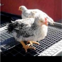 Продам мясояичных подрощенных цыплят