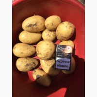 Продам(отгружу) молодой картофель, лук, арбуз, Херсонская обл